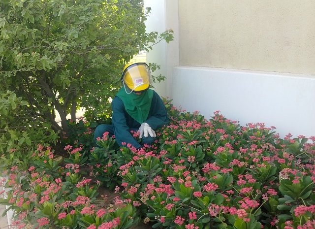  Landscape maintenance services at Al Furjan Markets